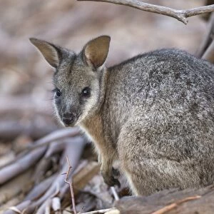 Tammar Wallaby (Macropus eugenii) adult, Kangaroo Island, South Australia, Australia, February