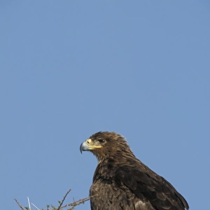 Tawny Eagle (Aquila rapax) On Acacia tree - Kenya