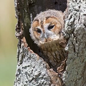 Tawny Owl (Strix aluco) juvenile, perched in hollow tree trunk, England, August (captive)