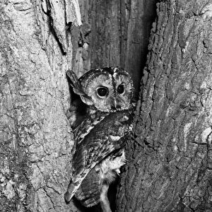Tawny Owl (Strix aluco) the owl that took Eric Hoskings eye, 19th April 1938, Sanderson camera, Serrac 8. 5inch lens