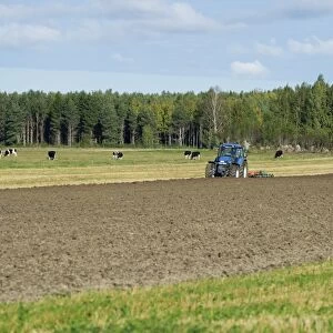 Tractor ploughing arable field, beside cattle herd in pasture, Sweden, september