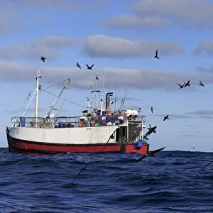 Trawler fishing at sea, being followed by seabirds, including albatrosses, petrels and skuas, Cape of Good Hope