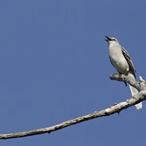 Tropical Mockingbird (Mimus gilvus) adult, singing, perched on dead branch, Yucatan Peninsula, Mexico, October