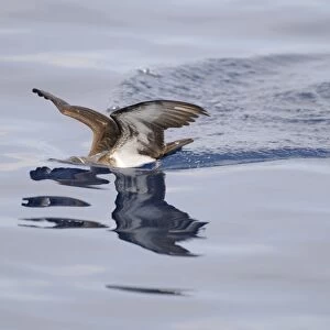 Shearwaters Collection: Tropical Shearwater