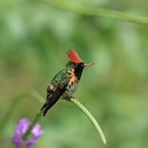 Tufted Coquette (Lophornis ornatus) adult male, perched on flowerhead, Trinidad, Trinidad and Tobago, April