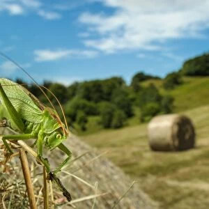 Upland Green Bush-cricket (Tettigonia cantans) adult female, resting on round hay bale in cut meadowland habitat