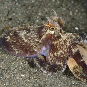 Veined Octopus (Amphioctopus marginatus) adult, with shell held in tentacles, Horseshoe Bay, Nusa Kode, Rinca Island