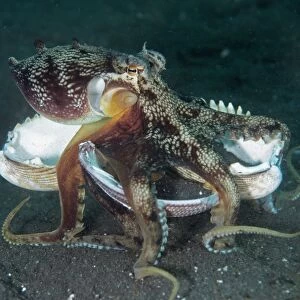 Veined Octopus (Amphioctopus marginatus) adult, holding shell, walking across black sand, Lembeh Straits, Sulawesi