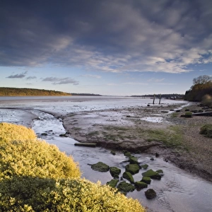 View of river estuary at low tide, looking towards coast, River Orwell, Orwell Estuary, Suffolk, England, december