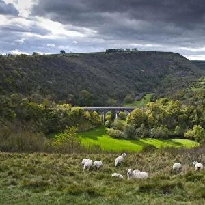 View of river valley with viaduct and sheep in foreground, looking from Monsal Head, Headstone Viaduct, River Wye