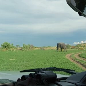 View through safari vehicle windscreen towards African Elaphant (Loxodonta africana), Okavango Delta, Botswana