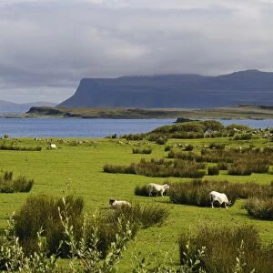 View of sea loch with sheep grazing near shore, Loch Scridain, Isle of Mull, Inner Hebrides, Scotland, August