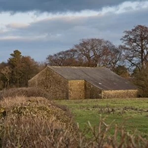 View of stone barn and pasture in evening sunlight, Chipping, Lancashire, England, february