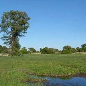 View of wetland habitat, Okavango Delta, Botswana
