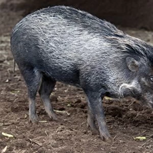 Visayan Warty Pig (Sus cebifrons) immature, standing on mud (captive)