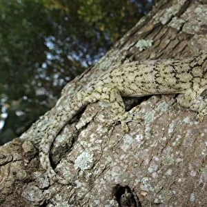 Wahlberg's Velvet Gecko (Homopholis wahlbergii) adult, climbing on tree trunk, South Africa