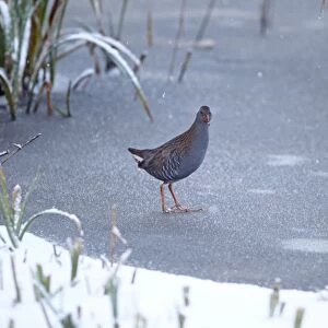 Water Rail (Rallus aquaticus) adult, standing on ice during snowfall, Strumpshaw Fen RSPB Reserve, River Yare