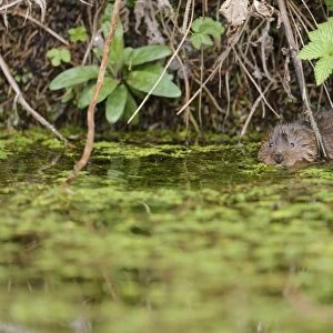 Water Vole (Arvicola terrestris) adult, swimming amongst waterweed at surface of water, Cromford Canal, Derbyshire