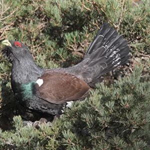 Western Capercaillie (Tetrao urogallus) adult male, perched in Scots Pine (Pinus sylvestris), Nethy Bridge, Strathspey