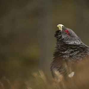 Western Capercaillie (Tetrao urogallus) rogue adult male, displaying in pine forest, Cairngorm N. P. Highlands, Scotland, march