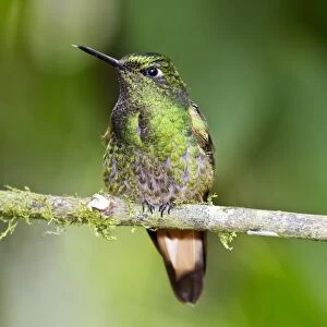 Western Emerald (Chlorostilbon melanorhynchus) adult male, perched on twig in montane rainforest, Andes, Ecuador
