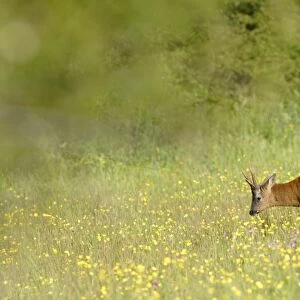 Western Roe Deer (Capreolus capreolus) buck, feeding on buttercups in meadow on farmland, Yorkshire, England, june