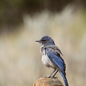 Crows And Jays Acrylic Blox Collection: Western Scrub Jay