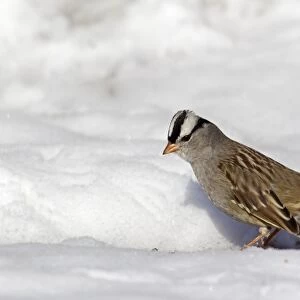White-crowned Sparrow (Zonotrichia leucophrys) adult, foraging in snow, Bosque del Apache National Wildlife Refuge, New Mexico, U. S. A. december