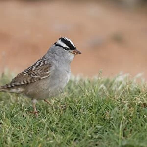 White-crowned Sparrow (Zonotrichia leucophrys) adult, standing on short grass, Arches N. P. Utah, U. S. A. may