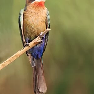 White-fronted Bee-eater (Merops bullockoides) adult, perched on reed stem, Okavango Delta, Botswana