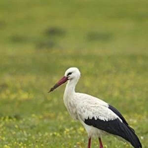 White Stork (Ciconia ciconia) adult, walking amongst wildflowers, Extremadura, Spain, april