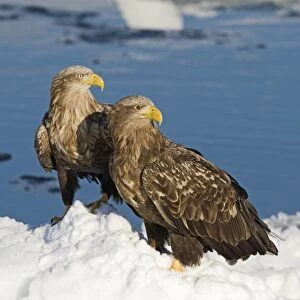 White-tailed Eagle (Haliaeetus albicilla) two adults, standing on sea ice, Nemuro Channel, Hokkaido, Japan, winter