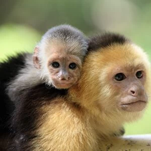 White-throated Capuchin (Cebus capucinus) adult female, carrying baby on back, close-up of heads, Roatan, Honduras