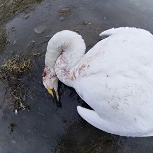Whooper Swan (Cygnus cygnus) dead adult, suspected victim of avian flu, Bulgaria, february