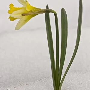 Wild Daffodil (Narcissus pseudonarcissus) flowering, after heavy late snowfall, France, March