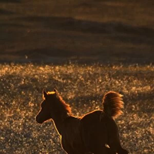 Wild Mustang (Equus caballus) foal, cantering on prairie, backlit at sunset, Southern Montana, U. S. A. october