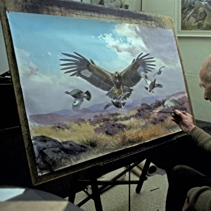 Wildlife artist J. C. Harrison (Jack) painting a Golden Eagle hunting Red Grouse