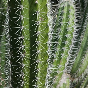 ABC Islands - BONAIRE - Rincon: Cactus Detail of the Cactus Fence arouond the Cactus