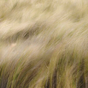 Abstract view of grasses blowing in the wind, Merritt Island National Wildlife Refuge, Florida