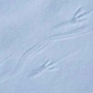 Adelie Penguin, (Pygoscelis adeliae), footprints in snow, Cape Hallett, Ross Sea, Antarctica