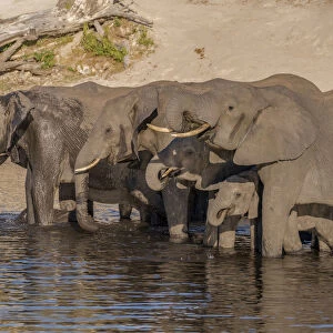 Africa, Botswana, Chobe National Park. Elephants drinking