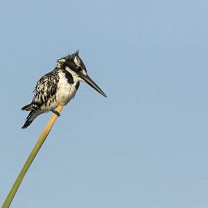 Africa, Botswana, Chobe National Park. Pied kingfisher on papyrus stem. Credit as
