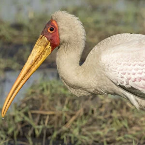 Africa, Botswana, Chobe National Park. Yellow-billed stork profile