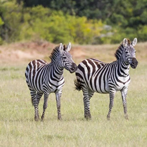 Africa, Kenya, Masai Mara National Reserve. Plains Zebra, Equus quagga. 2016-08-04
