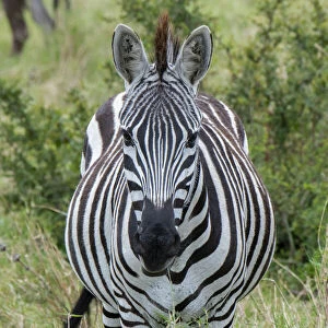 Africa, Kenya, Northern Serengeti Plains, Msai Mara. Plains zebra aka Burchell
