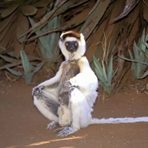Africa, Madagascar. Verreauxs sifaka (Propithecus v. verriauxi)
