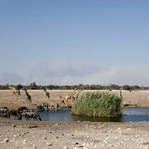 Africa, Namibia, Etosha National Park. Assortment of animals gather at a waterhole