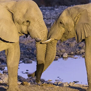 Africa, Namibia, Etosha National Park. Two elephants greeting at dusk. Credit as