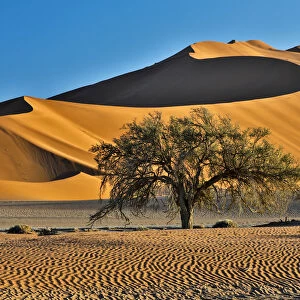 Africa, Namibia, Sossusvlei Dunes in the Morning Light