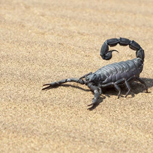 Africa, Namibia, Swakopmund, Black scorpion, Parabuthus sp